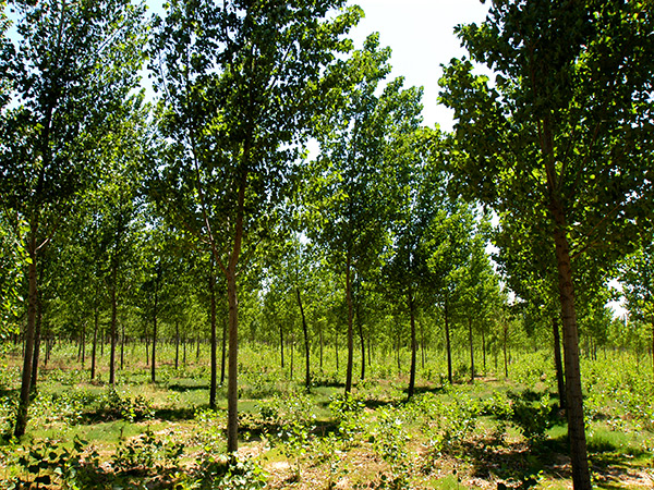 邯郸市昇得源园林工程有限公司